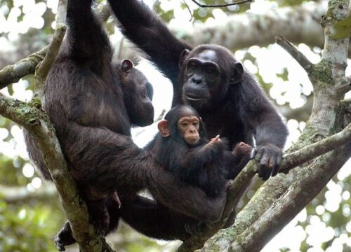 Gorilla Watching & Wildlife Adventures in Uganda