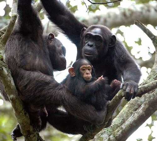 Gorilla Watching & Wildlife Adventures in Uganda