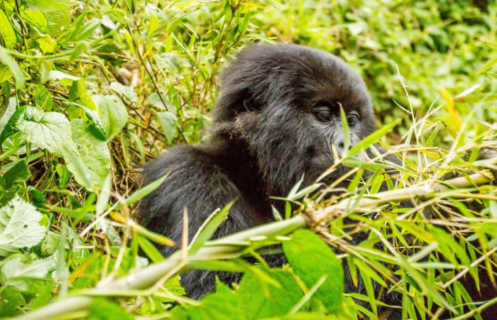 Kibale Forest National Park