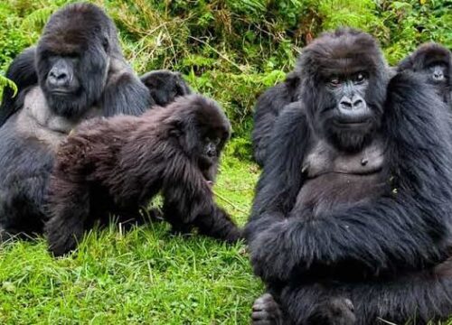 The Best Unique Cheapest Way to See Gorillas in Uganda