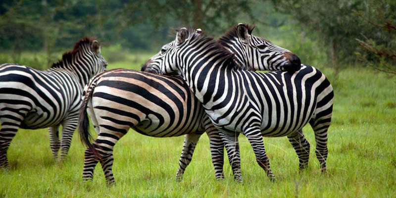 Kidepo Valley National Park