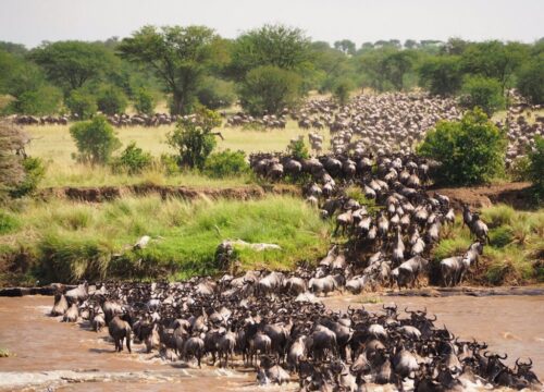 The Great Migration in the Masai Mara: A Spectacular Wildlife Event