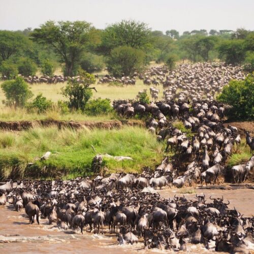 The Great Migration in the Masai Mara: A Spectacular Wildlife Event