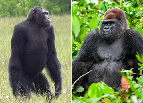 Gorillas vs Chimpanzees – What’s the Difference & Similarities?