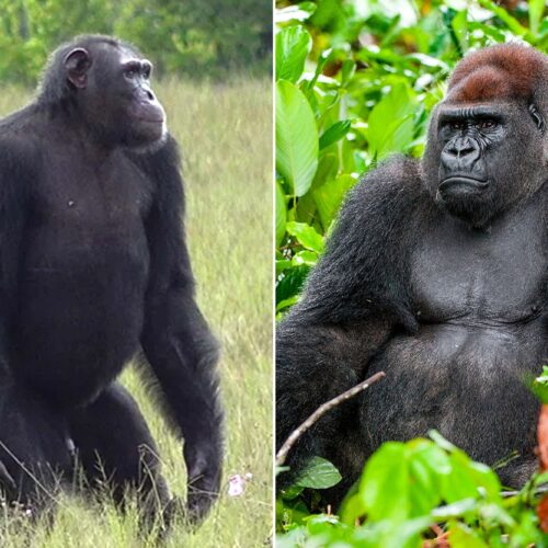 Gorillas vs Chimpanzees – What’s the Difference & Similarities?